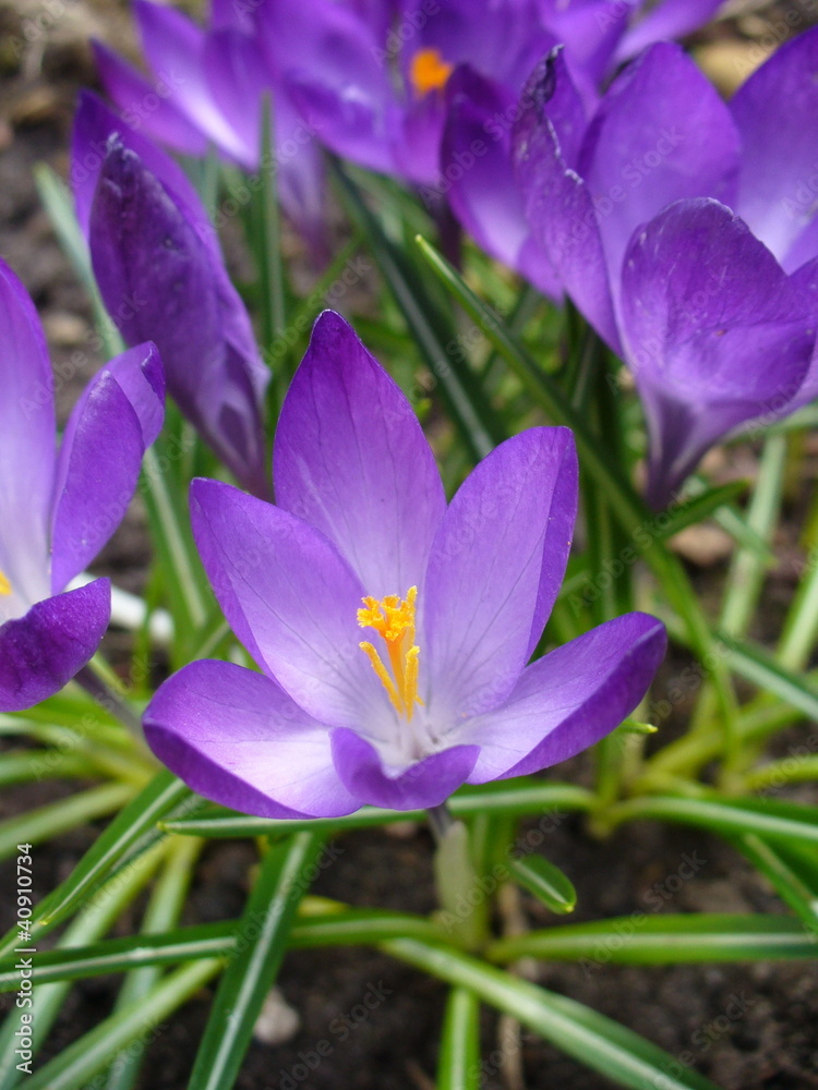 Crocus (Crocus Vernus) flowers Crocus (Crocus Vernus) flowers