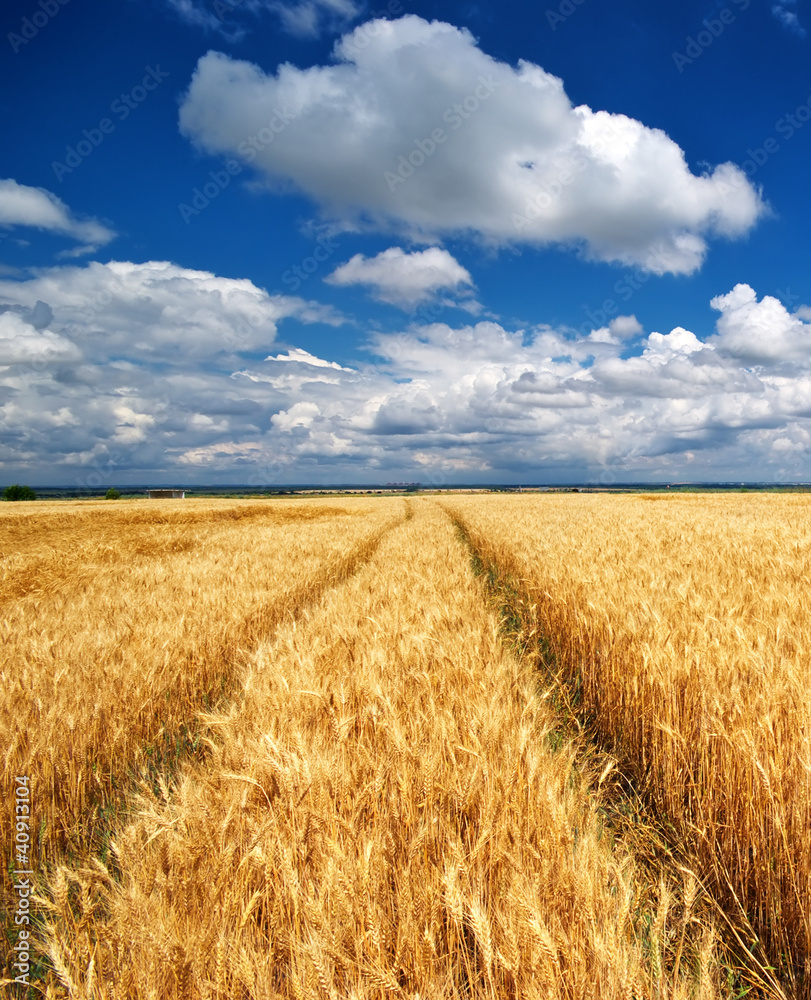 Fototapeta premium Meadow of wheat