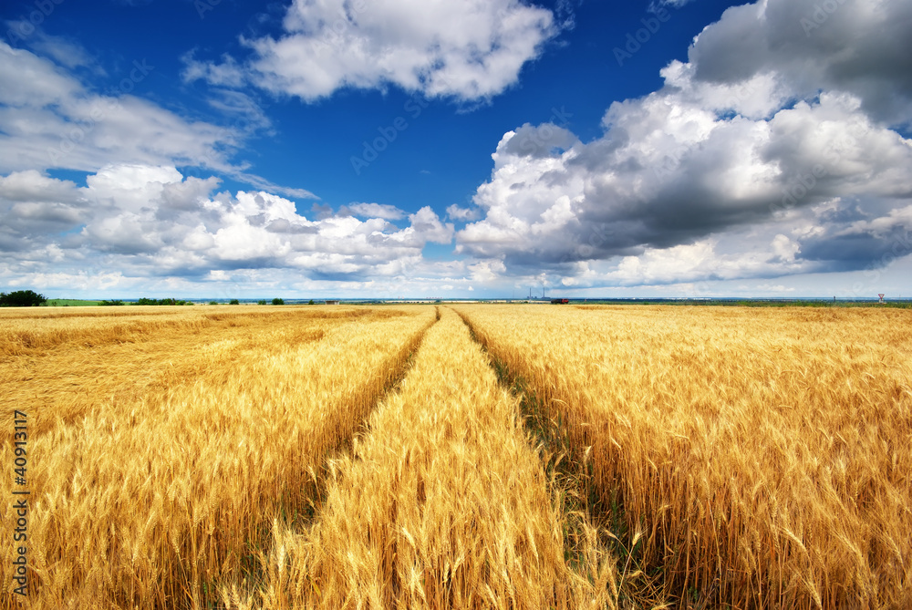 Meadow of wheat