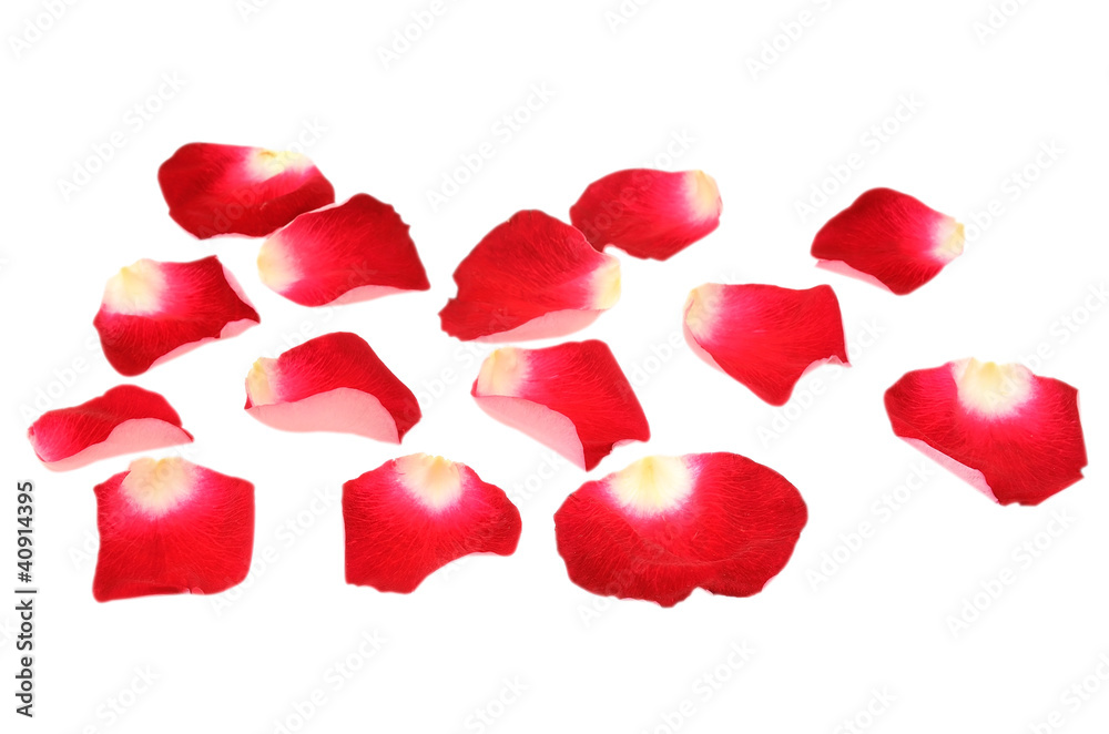 Red rose petals