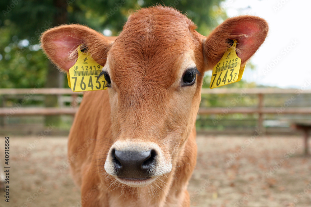 ジャージー牛 アップ Stock Photo Adobe Stock