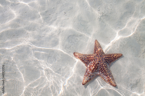 Starfish on clear water