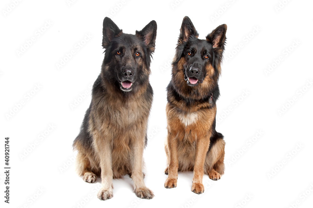 Two German shepherd dogs