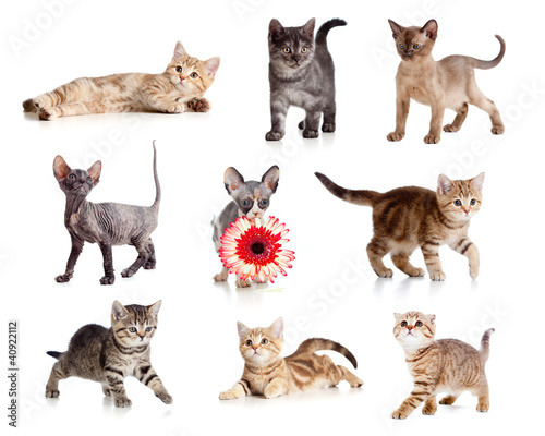 Fototapeta Naklejka Na Ścianę i Meble -  Funny kittens set isolated on white