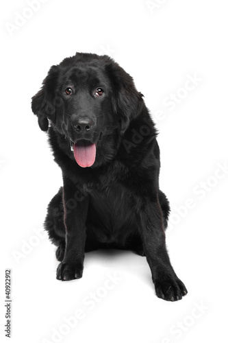 Fototapeta Naklejka Na Ścianę i Meble -  Black Tibetan Mastiff puppy