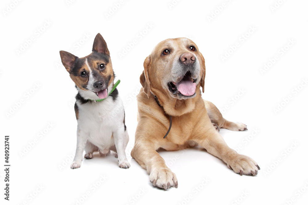 Labrador and jack russel terrier