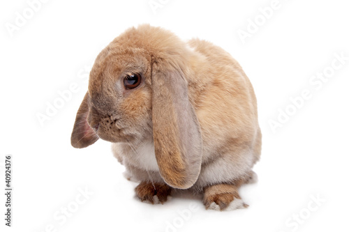Young brown rabbit