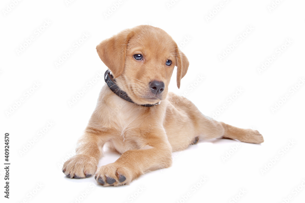 yellow Labrador retriever puppy