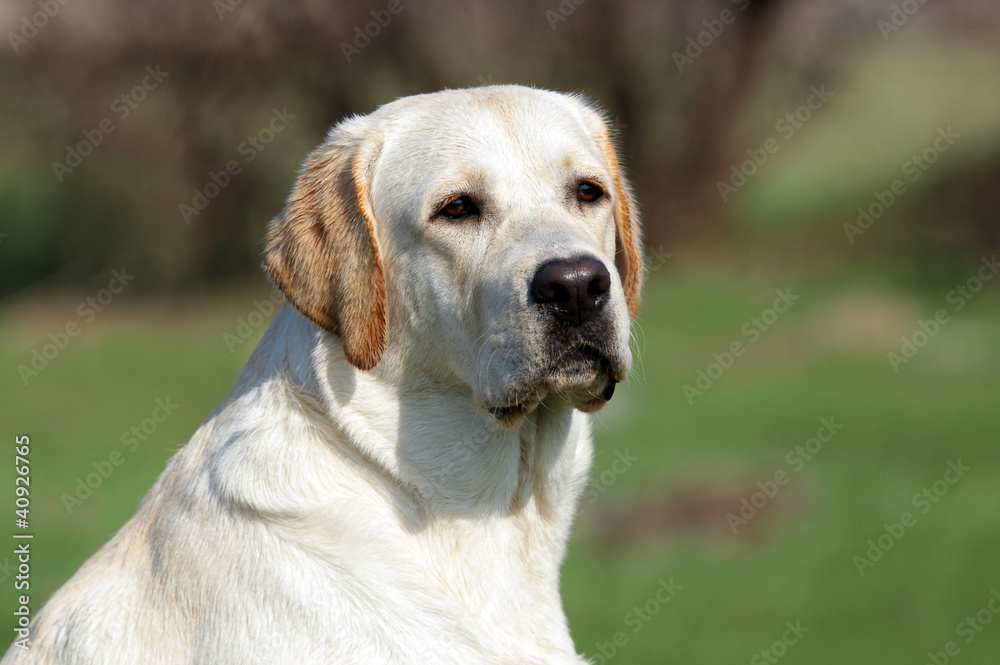 A yellow labrador in the park