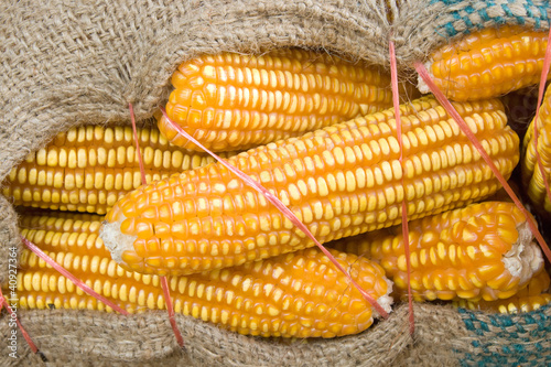 corn