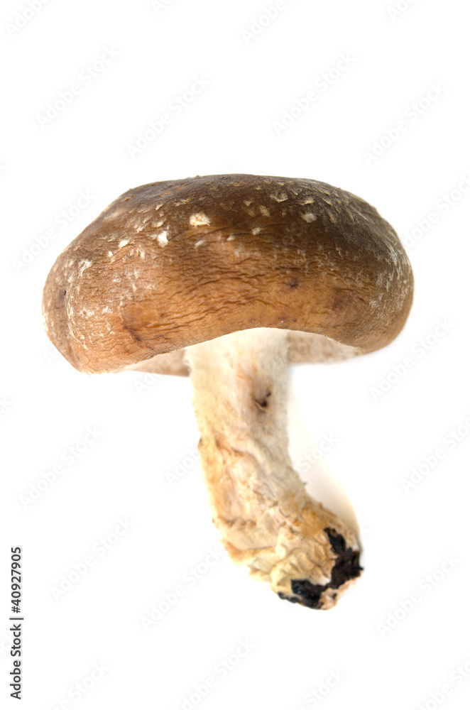 Fototapeta premium シイタケ