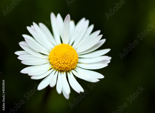 Daisy macro