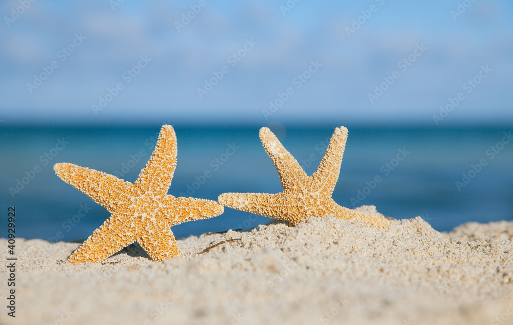 two sea star starfish on beach, blue sea and beach sand, shallow two sea star starfish on beach, blue sea and beach sand, shallow