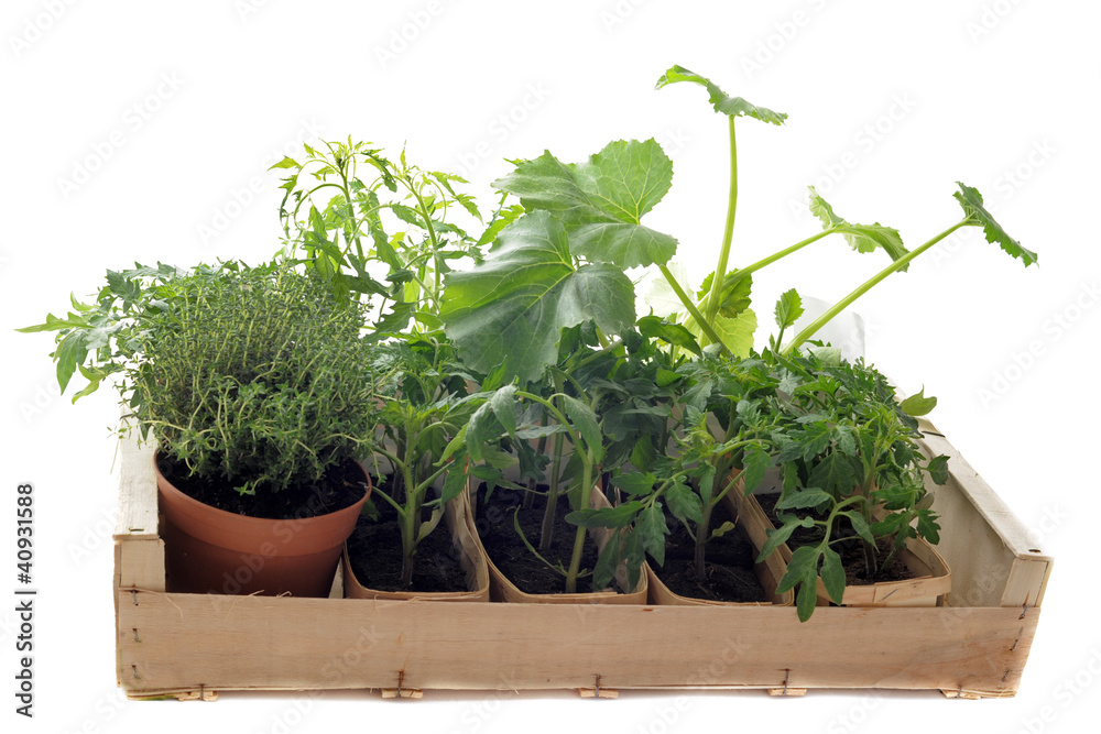 Fototapeta premium plants de légumes