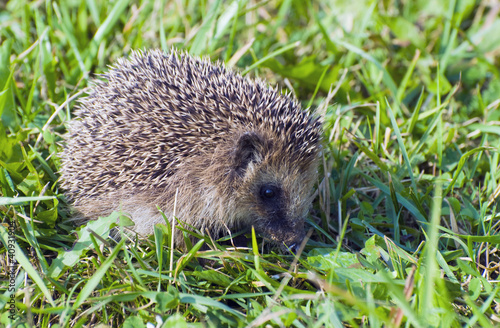 Prickly hedgehog in green grass