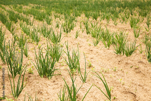green onions