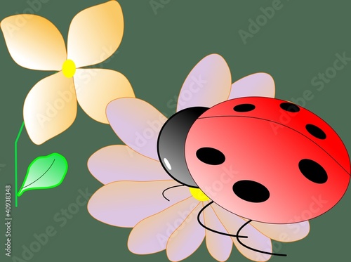 coccinella