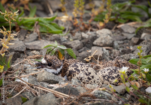 Baby Killdeer chick in nest with eggs
