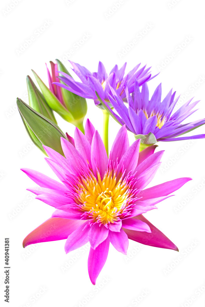 Lotus flower in a vase isolated on white background Lotus flower in a vase isolated on white background