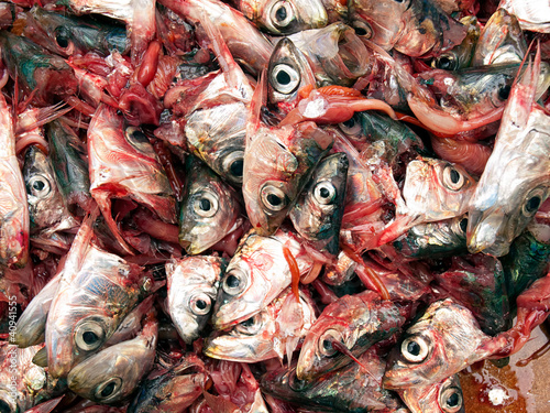 Decapitated sardines