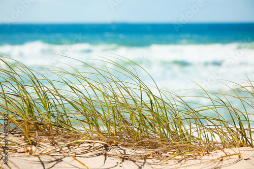 Green grass on sandy dune overlooking beach