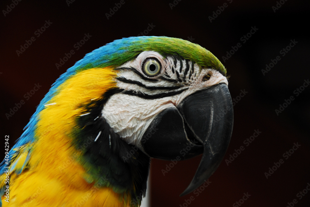 Beautiful Colors Parrot