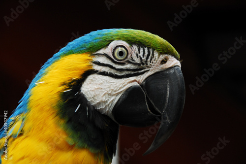 Beautiful Colors Parrot