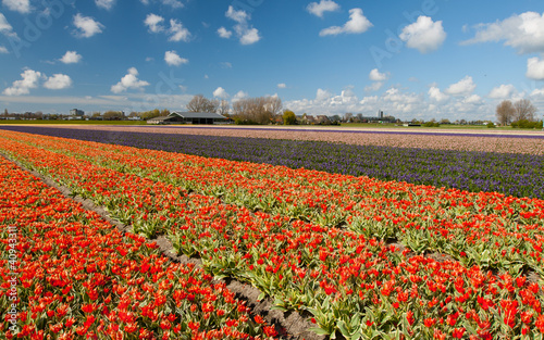 Hollandse Tulips