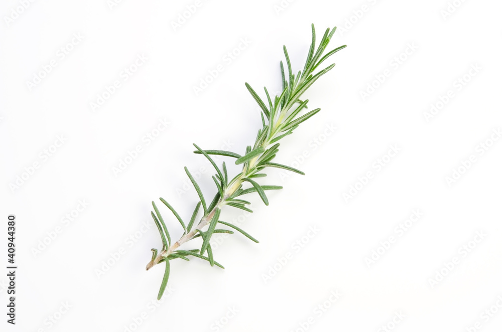 Fototapeta premium rozmaryn