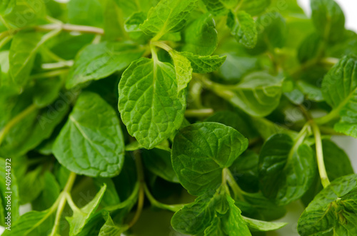 Wallpaper Mural ペパーミント Torontodigital.ca