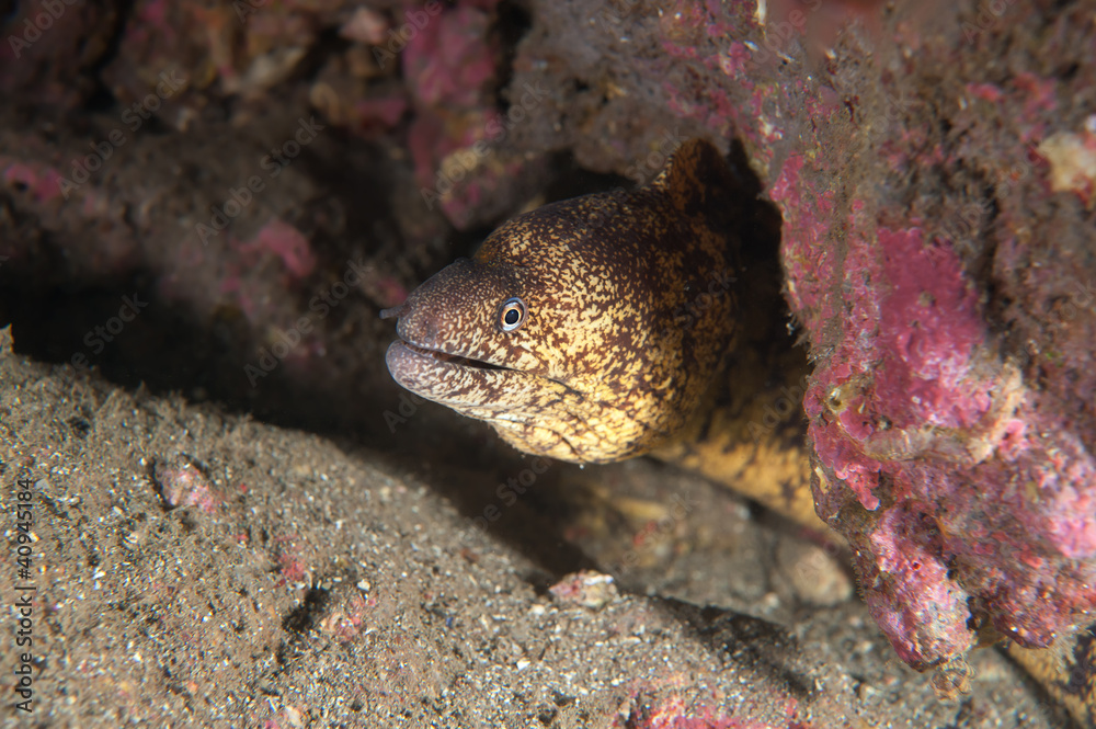 ウツボ ウツボ
