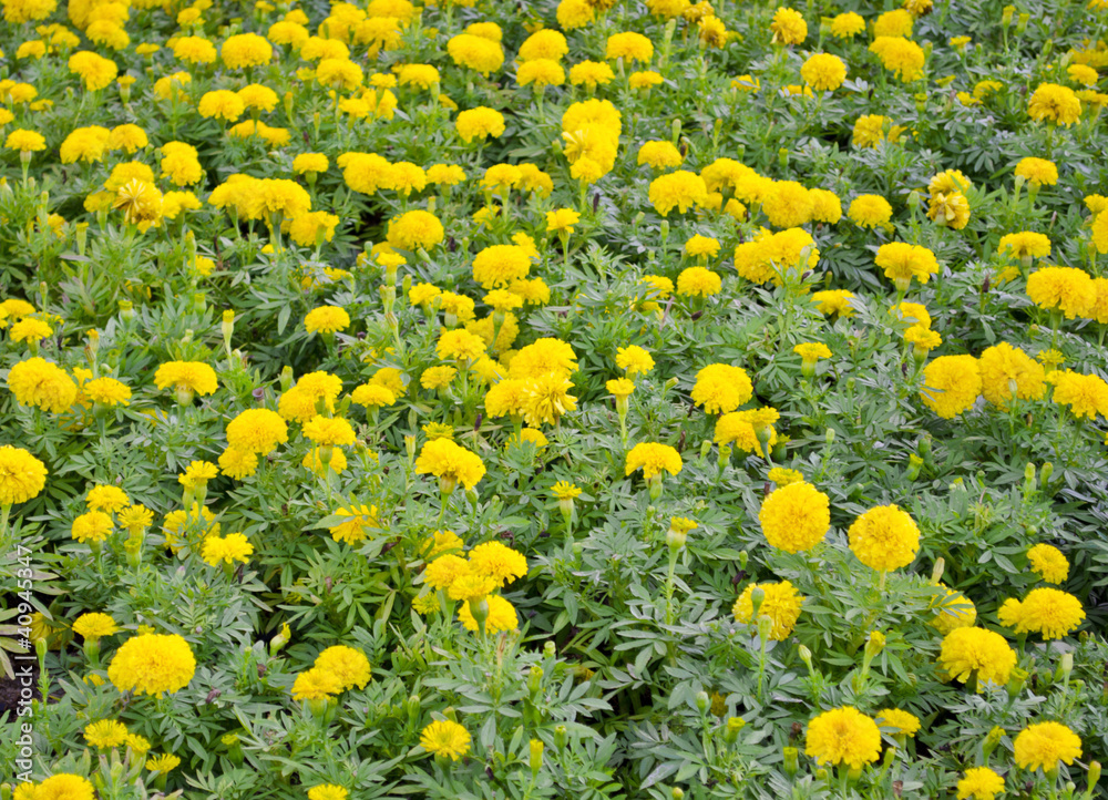 Creeping Wedelia field, little yellow star flowers
