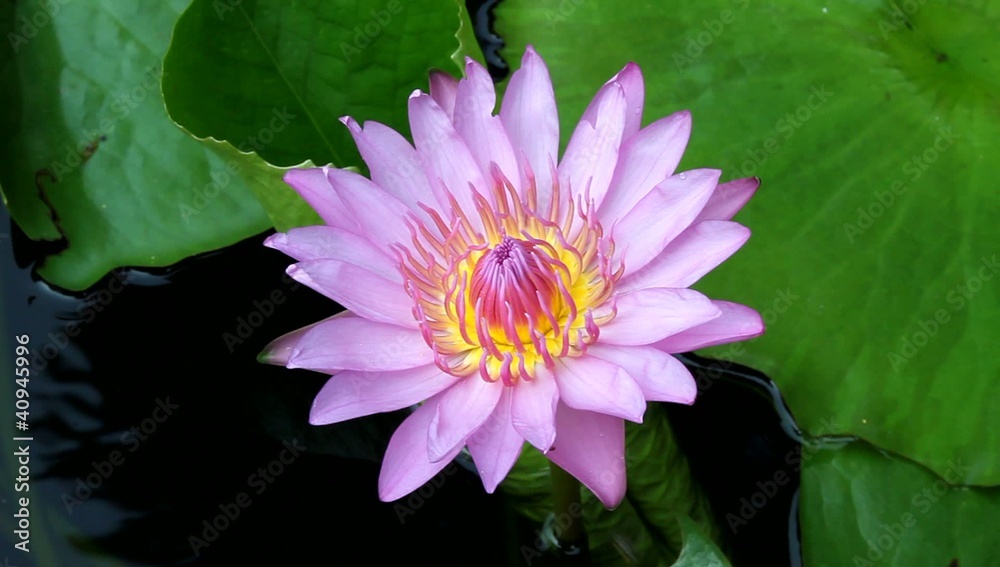 Pink lotus and insect Pink lotus and insect
