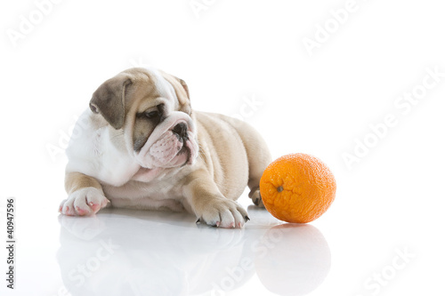 English bulldog puppy with orange isolated © Tatiana Katsai