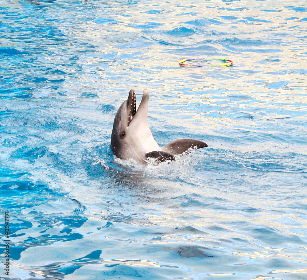 Obraz premium Bottle-nosed dolphin