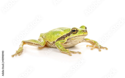 green tree frog isolated on white