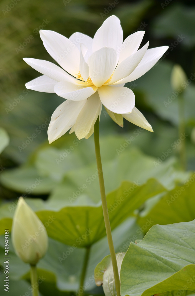 White sacred lotus flower (Nelumbo nucifera) White sacred lotus flower (Nelumbo nucifera)