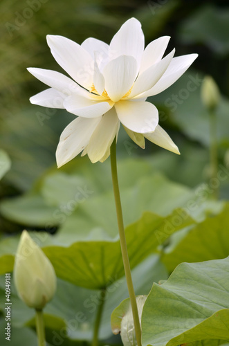 White sacred lotus flower  Nelumbo nucifera 
