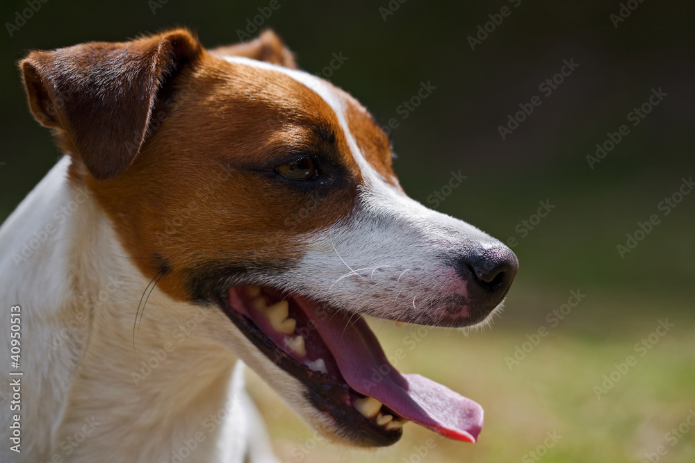 Portrait Jack Russel Terrier