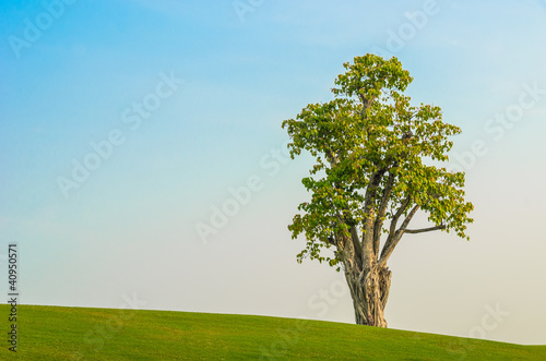 one tree on grass field in blue sky