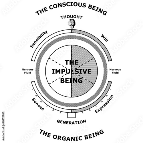 Schéma du rapport de l'homme de volonté et de l'être impulsif