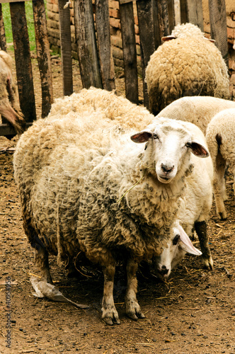 Fototapeta Naklejka Na Ścianę i Meble -  Wool sheeps