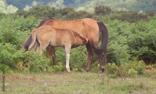 mare and foal 5266