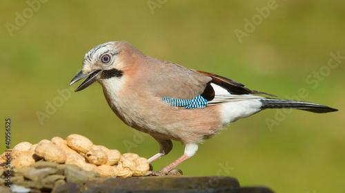 A Jay bird (Garrulus glandarius)