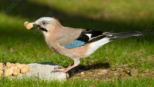 A Jay bird (Garrulus glandarius)