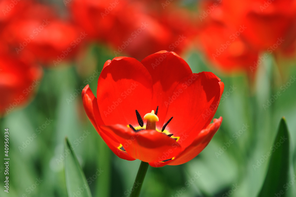 Fototapeta premium red tulips in sunlight