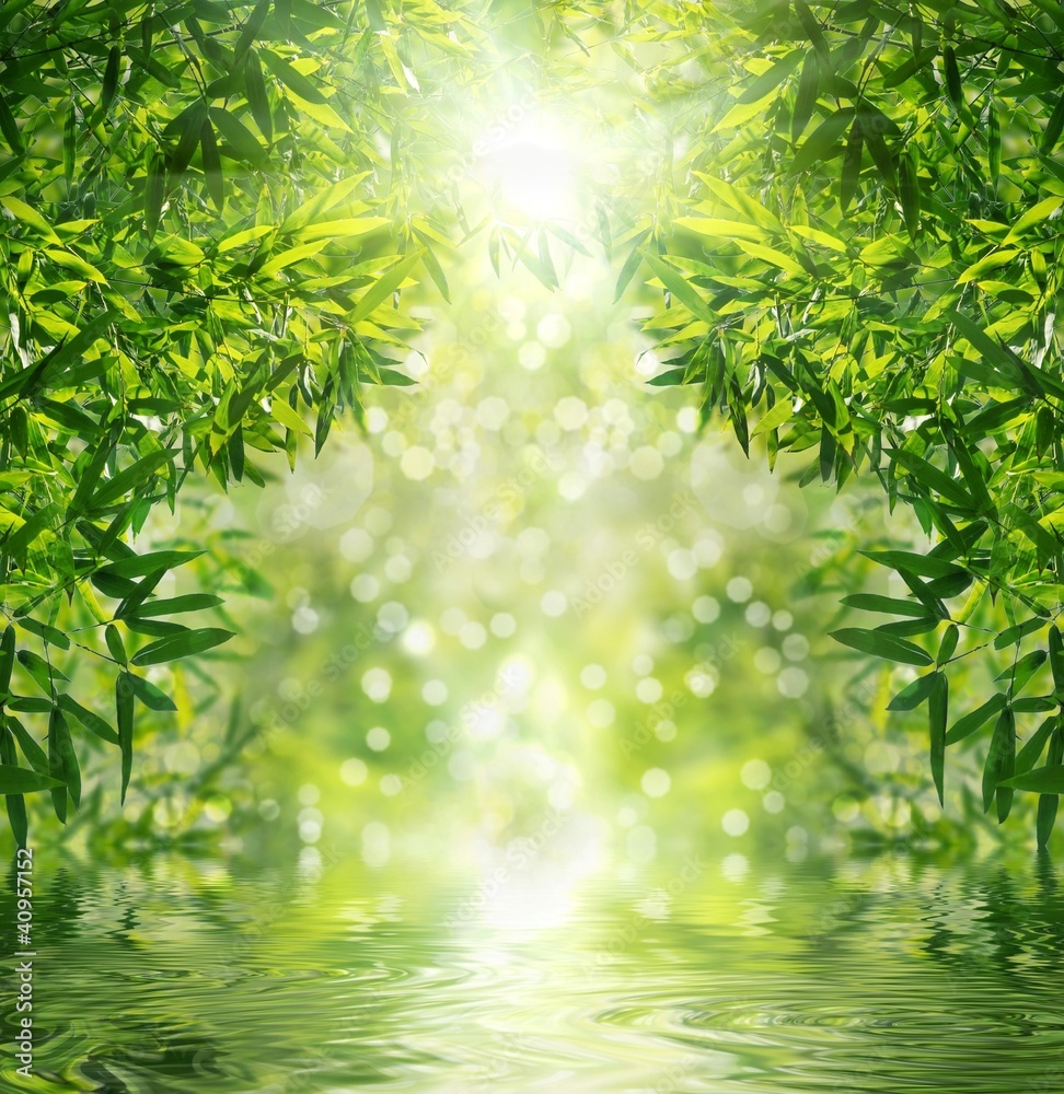 Fototapeta premium Zen Bamboo Forest,sun and water.