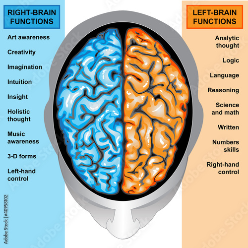 Human brain left and right functions