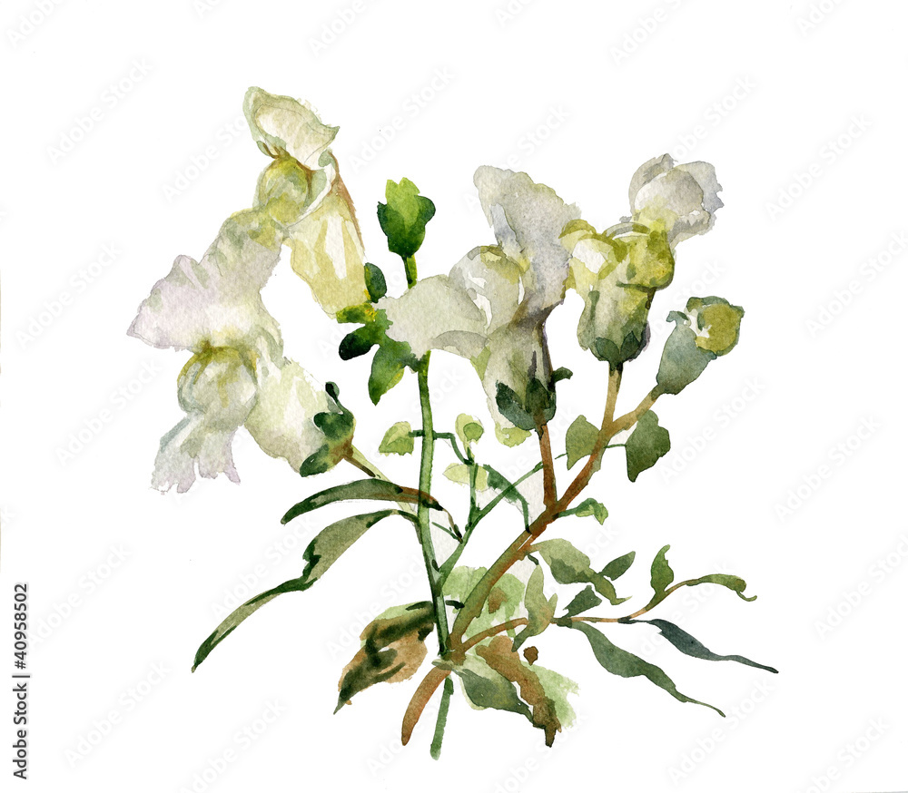 Obraz premium Antirrhinum flowers