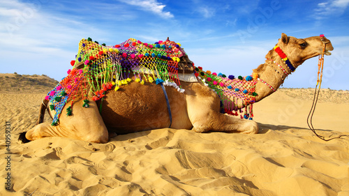 Camel laying on sand, Bikaner, India